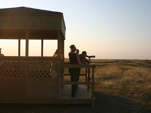 birdwatching